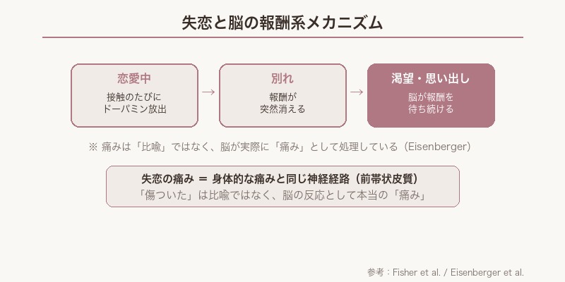 失恋と脳の報酬系メカニズム 図解